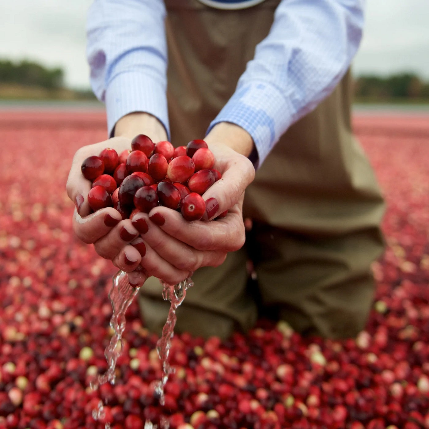 Zumo de arándanos Classic Ocean Spray 1Lt